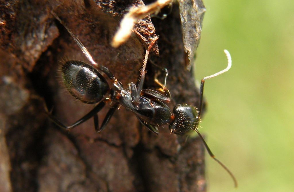 Camponotus aethiops